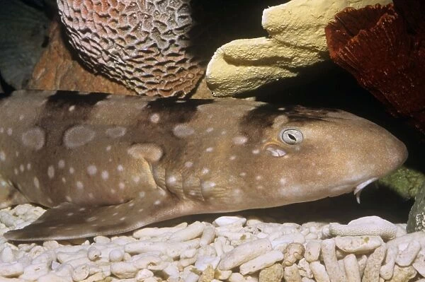White-spotted  /  Bluespotted bamboo Shark Japan to Indonesia