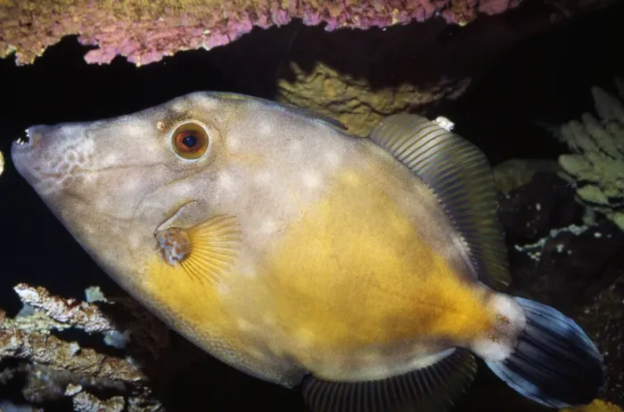 Framed Print : White-spotted Filefish Bermuda. Florida to Brazil Framed Print : White-spotted Filefish Bermuda. Florida to Brazil