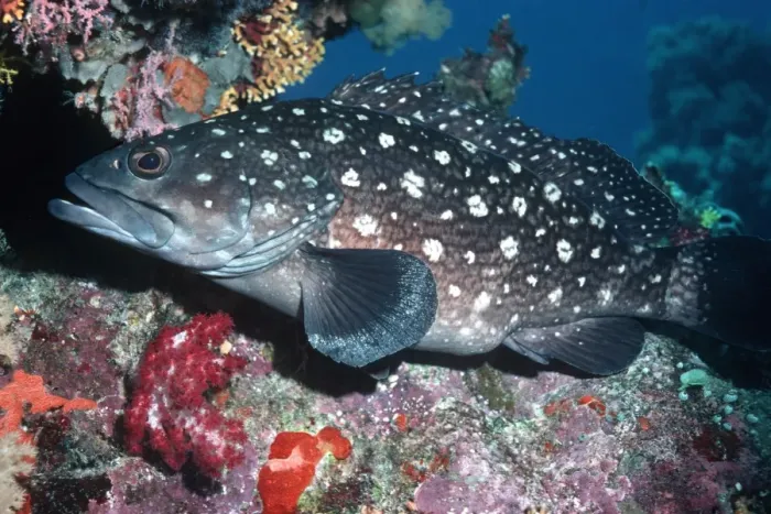 Framed Print : White Spotted Rockcod - Sitting at the entrance of his coral cave. Papua New Guinea. Caroline Islands to East Africa FIS-095 Framed Print : White Spotted Rockcod - Sitting at the entrance of his coral cave. Papua New Guinea. Caroline Islands to East Africa FIS-095