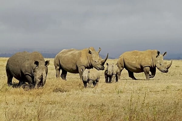 White  /  Square-lipped Rhino - family - Solio ranch - Kenya