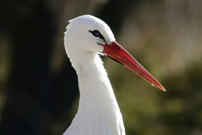 Framed Print : White stork Framed Print : White stork