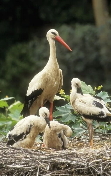White Stork CAN 63 Parent with young at nest Ciconia c. © John Cancalosi  /  ardea. com