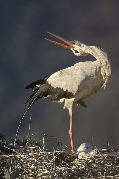 White Stork-Adult bird in courtship display showing the ritualistic throwing back of head-Manzanares el Real-Spain