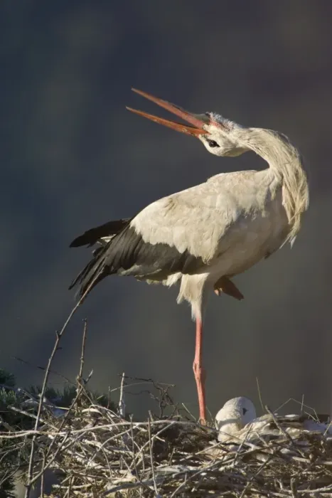 Framed Print : White Stork-Adult bird in courtship display showing the ritualistic throwing back of head-Manzanares el Real-Spain Framed Print : White Stork-Adult bird in courtship display showing the ritualistic throwing back of head-Manzanares el Real-Spain