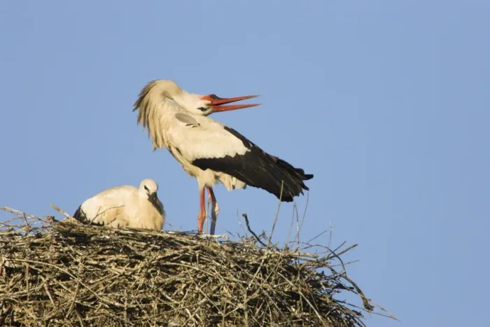 Framed Print : White Stork-Adult bird in courtship display showing the ritualistic throwing back of head-Manzanares el Real-Spain Framed Print : White Stork-Adult bird in courtship display showing the ritualistic throwing back of head-Manzanares el Real-Spain