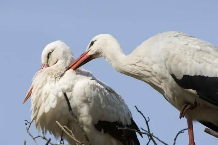 Framed Print : White stork Adult male and female display The Netherlands, Drente, Breedingstation ´De Lokkerij´ Framed Print : White stork Adult male and female display The Netherlands, Drente, Breedingstation ´De Lokkerij´