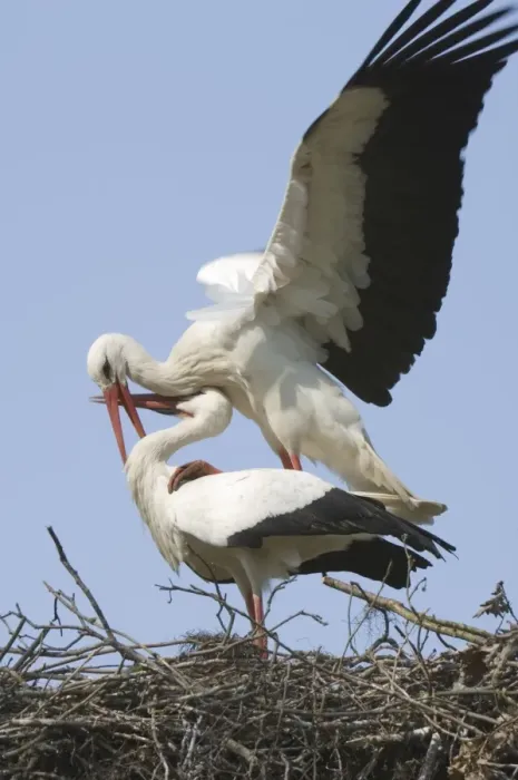 Framed Print : White stork Adult male and female display The Netherlands, Drente, Breedingstation ´De Lokkerij´ Framed Print : White stork Adult male and female display The Netherlands, Drente, Breedingstation ´De Lokkerij´