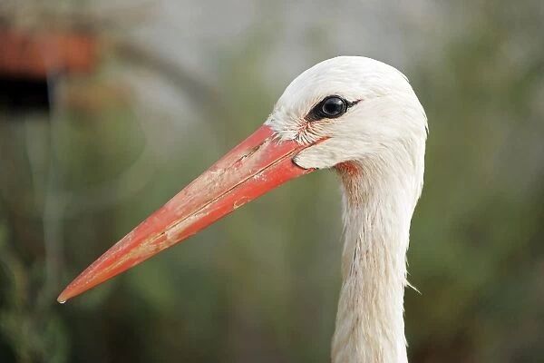 White Stork. Aiguamolls National Park - Spain
