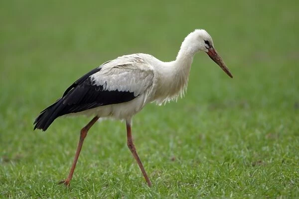 White Stork - On arable field searching for food. Lower Saxony, Gremany