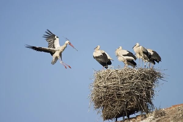 White Stork - Arriving in flight at nest with a twig and greeted by several full grown chicks - Manzanares el Real - Spain