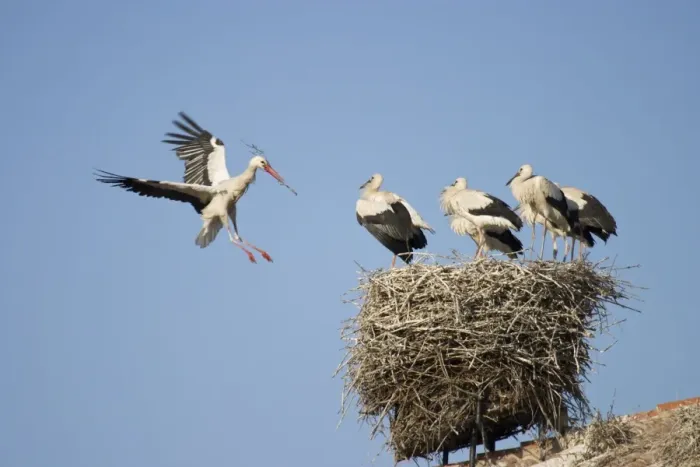 Framed Print : White Stork - Arriving in flight at nest with a twig and greeted by several full grown chicks - Manzanares el Real - Spain Framed Print : White Stork - Arriving in flight at nest with a twig and greeted by several full grown chicks - Manzanares el Real - Spain