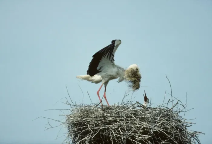 Framed Print : White Stork - Bringing nesting material to nest Biebrza Marsh, Poland BI006115 Framed Print : White Stork - Bringing nesting material to nest Biebrza Marsh, Poland BI006115
