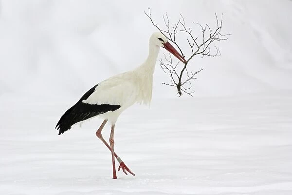 White Stork - Collecting nest material in snow at breeding grounds in april. Hessen, Germany