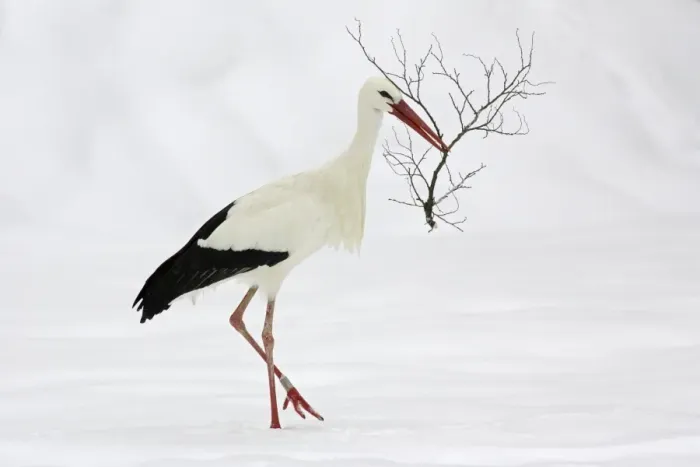 Framed Print : White Stork - Collecting nest material in snow at breeding grounds in april. Hessen, Germany Framed Print : White Stork - Collecting nest material in snow at breeding grounds in april. Hessen, Germany