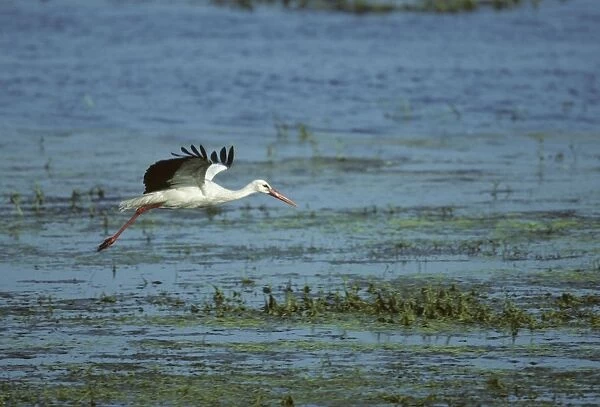 White Stork - Coming in to land Biebrza Marsh, Poland BI006894