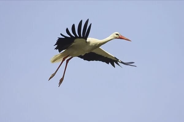 White Stork - Coming in to land. Extramadura, Spain BI002837