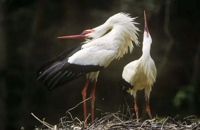 Framed Print : White Stork - couple carrying out courtship behaviour at nest