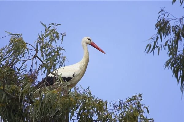 White Stork - On Eucalyptus Tree. Extramadura, Spain BI002810