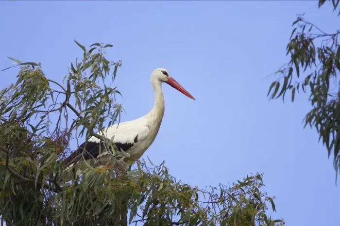 Framed Print : White Stork - On Eucalyptus Tree. Extramadura, Spain BI002810 Framed Print : White Stork - On Eucalyptus Tree. Extramadura, Spain BI002810