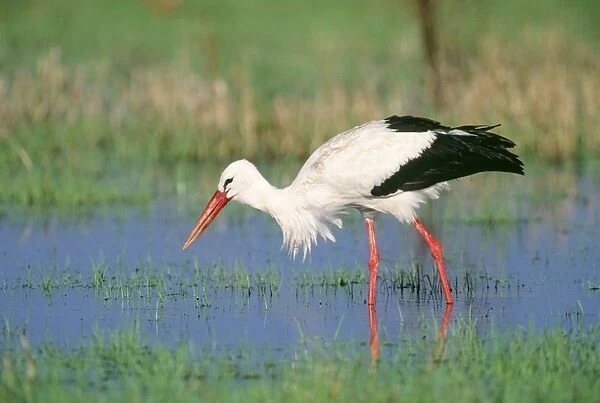 White Stork Europe. Winters in Africa
