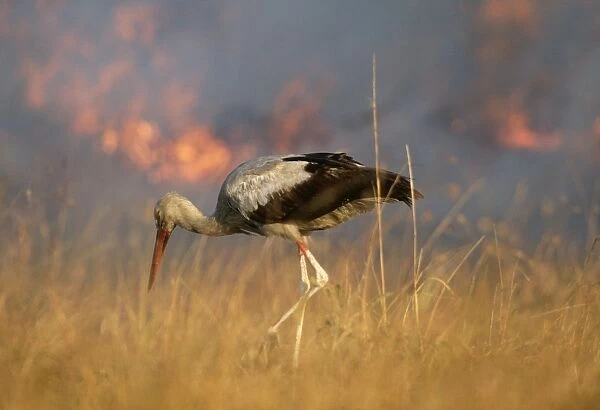 White Stork FL 2254 Hunting for prey chased by fire. Maasai Mara, Kenya Ciconia ciconia © Ferrero-Labat  /  ARDEA LONDON