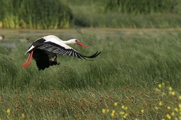 White Stork - flight. Aiguamolls National Park - Spain