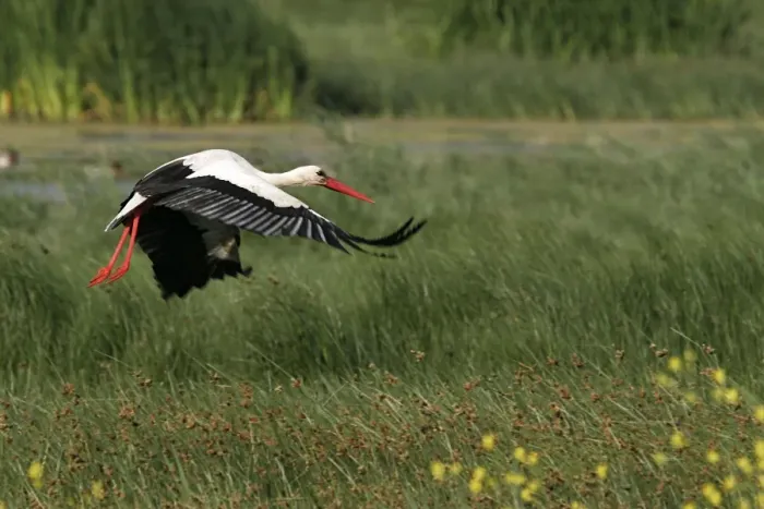 Framed Print : White Stork - flight. Aiguamolls National Park - Spain Framed Print : White Stork - flight. Aiguamolls National Park - Spain