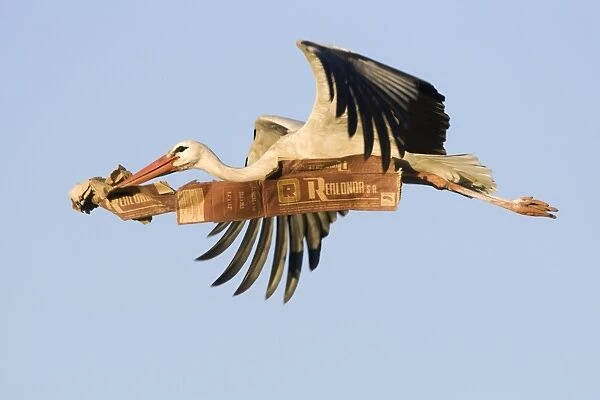 White Stork - In flight carrying nest material