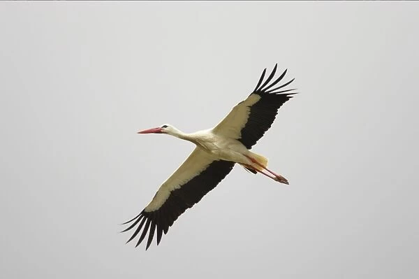 White Stork - In flight. Extramadura, Spain BI002820