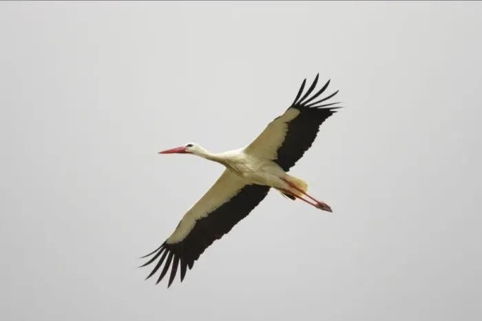 Framed Print : White Stork - In flight. Extramadura, Spain BI002820 Framed Print : White Stork - In flight. Extramadura, Spain BI002820