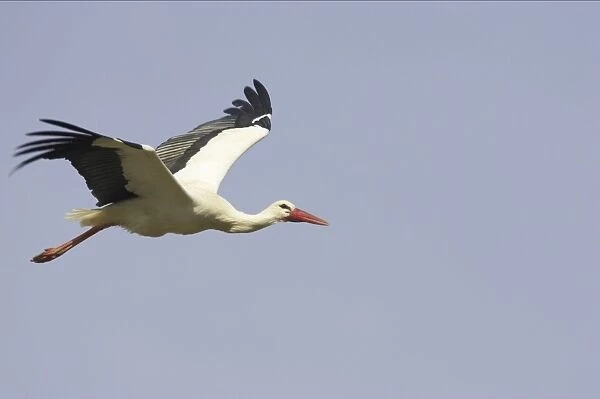 White Stork - In flight. Extramadura, Spain BI002847