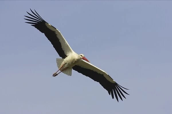 White Stork - In flight. Extramadura, Spain BI002859