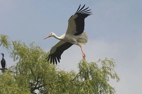 White Stork in flight - At Het Zwin Nature Reserve, near Knokke, Belgium