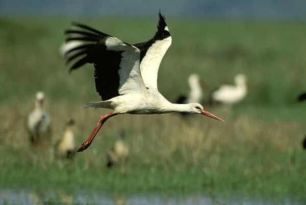 White Stork - in flight - Kenya JFL11316