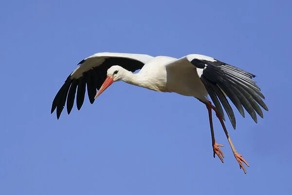 White Stork - in flight landing - Aiguamolls de l'Emporda Natural Park - Spain