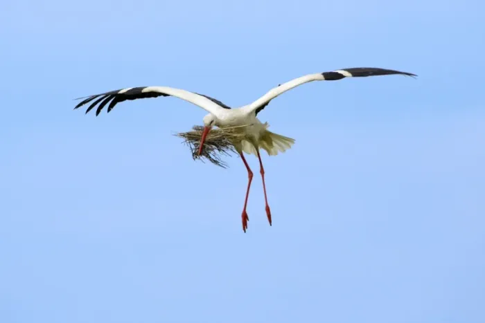 Framed Print : White Stork - in flight with nest material in beak, Extremadura, Spain Framed Print : White Stork - in flight with nest material in beak, Extremadura, Spain