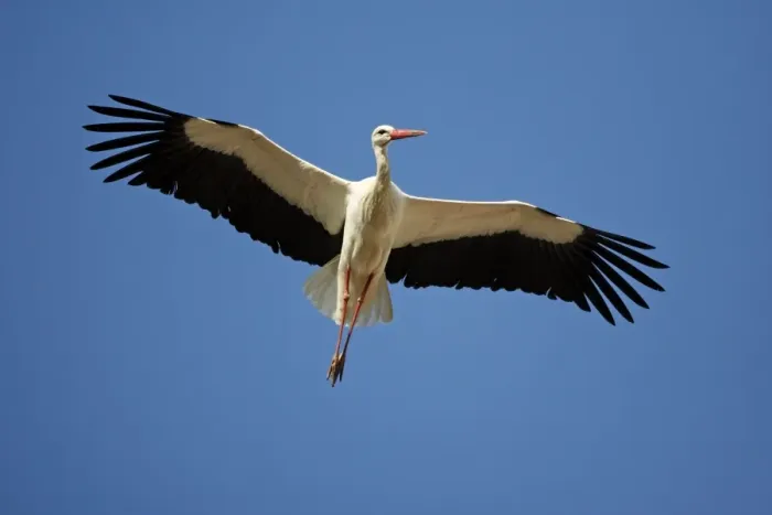 Framed Print : White Stork - in flight, soaring in air thermals, Extremadura, Spain Framed Print : White Stork - in flight, soaring in air thermals, Extremadura, Spain