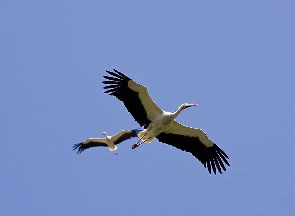 White Stork - in flight, Turkey
