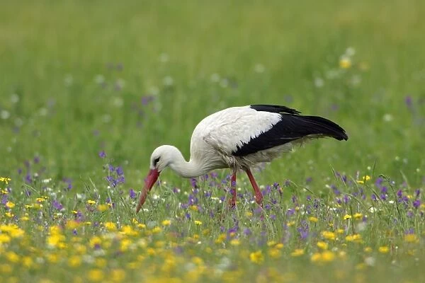 White Stork - on flowering meadow searching for food, Alentejo, Portugal
