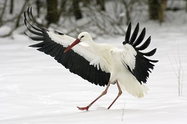 White Stork - Landing in snow at breeding grounds in april. Hessen, Germany