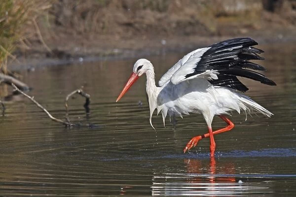 White Stork - Le Parc Ornithologique du Teich - Arcachon - Bassin d'Arcachon - Gironde - France