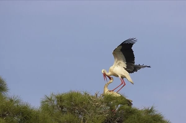 White Stork - Mating. Extramadura, Spain BI002885