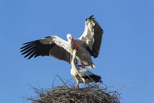 White Stork mating pair on their nest Do& xf1;ana Nat... White Stork mating pair on their nest Do& xf1;ana Nat