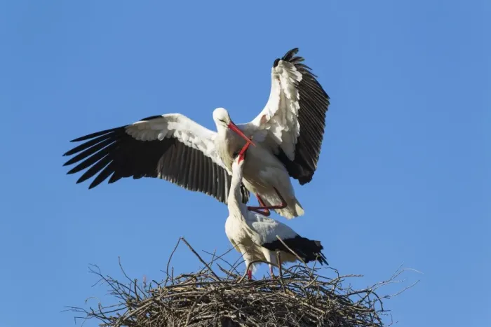 Framed Print : White Stork mating pair on their nest Do& xf1;ana Nat... White Stork mating pair on their nest Do& xf1;ana Nat Framed Print : White Stork mating pair on their nest Do& xf1;ana Nat... White Stork mating pair on their nest Do& xf1;ana Nat