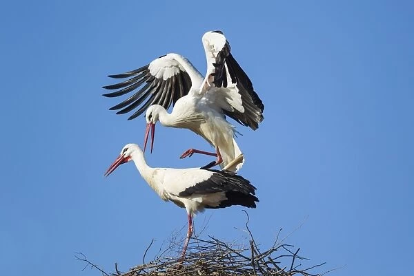 White Stork mating pair on their nest Do& xf1;ana Nat