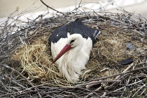 White Stork - at nest. Caceres - Extramadura - Spain