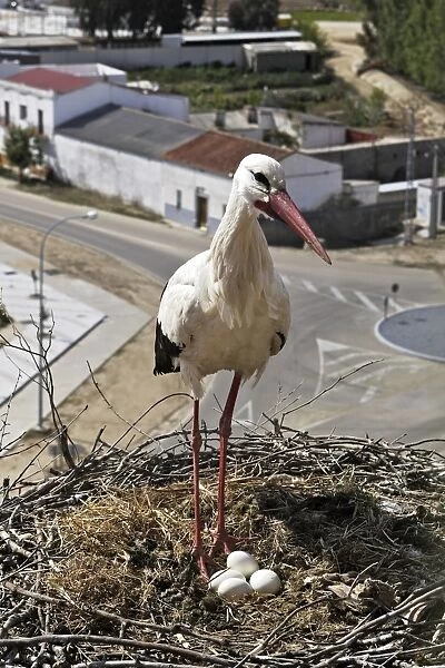 White Stork - at nest with eggs. Caceres - Extramadura - Spain