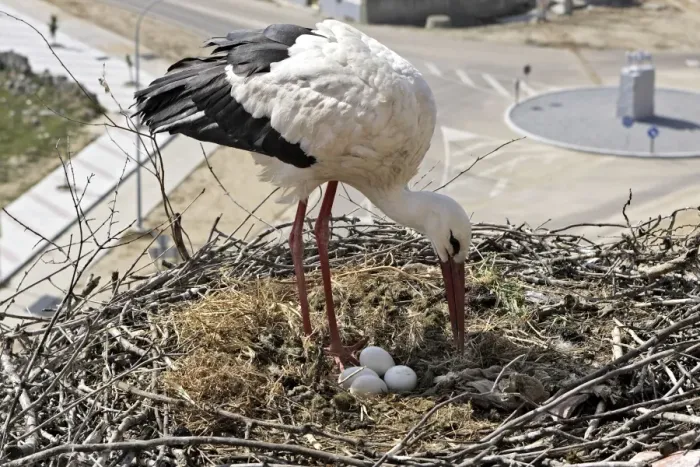 Framed Print : White Stork - at nest with eggs. Caceres - Extramadura - Spain
