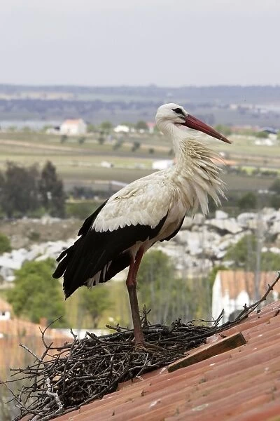 White Stork - at nest on roof top. Caceres - Extramadura - Spain