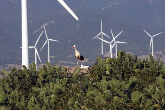 Framed Print : White Stork - at nest with wind turbines behind at wind farm near Tarifa - Spain Framed Print : White Stork - at nest with wind turbines behind at wind farm near Tarifa - Spain